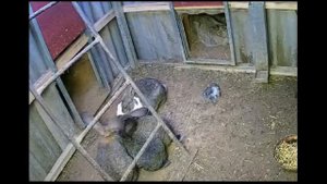 Кролики в яме. Крольчонку не повезло.