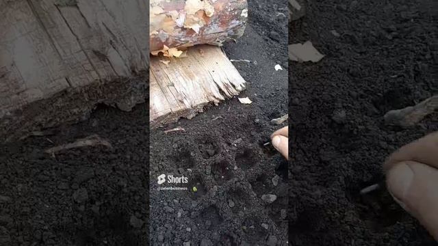 Сею редиску простым способом #сад #дача #огород #еда #garden #обзор