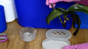 РЕАНИМАЦИЯ ОРХИДЕИ БЕЗ КОРНЕЙ С ВЯЛЫМИ ЛИСТЬЯМИ! КАК РЕАНИМИРОВАТЬ ОРХИДЕЮ #3 ЧАСТЬ