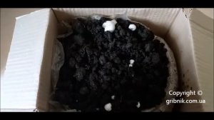 Выращивание шампиньонов дома. Сорт оникс.