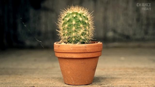 Собака уплыла в море на 220 км и ее случайно увидели работники нефтяной платформы смотреть онлайн