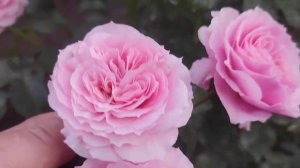 Роза Пиппин Pippin(Climbing Rose)