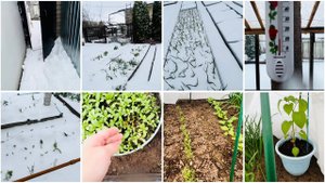 10 мая. На даче. Завалило снегом. Циния замерзла . Перец живой. Будем высаживать рассаду?Обзор дачи