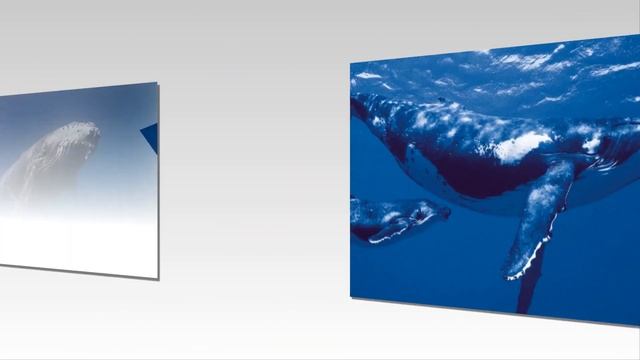 Синий кит. Слайды для детей. МСЦ ЕХБ смотреть онлайн