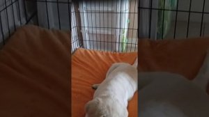 Клетка для Лабрадора