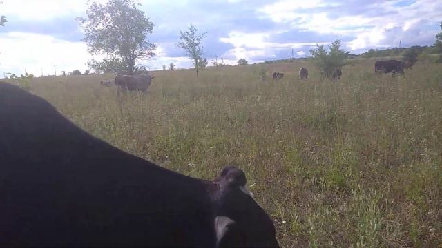 Не переезжайте в деревню.Развод с женой‼️ смотреть онлайн