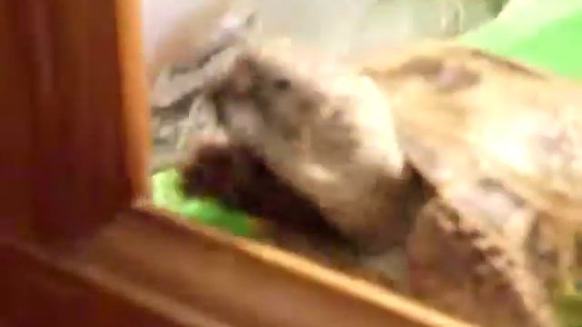 ДАРЬЯ В ЗООПАРКЕ смотреть онлайн