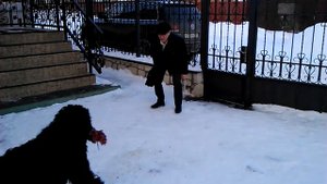 Русский Чёрный Терьер