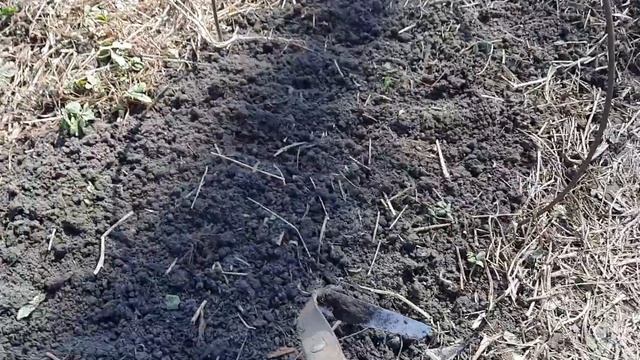 Посев моркови в чесночную грядку 9.04.22г.