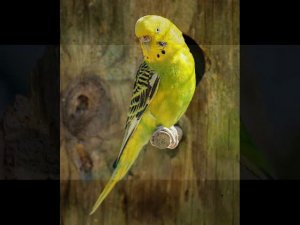 Пение волнистых попугаев 1 час. Не навязчивое пение птиц.