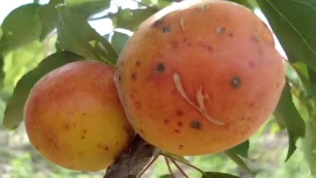 Абрикос Эрли Блаш (Early Blush) - Агро Сад смотреть онлайн