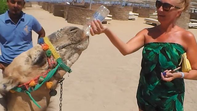 ВАМ СЛАБО! Бутылка за 5 секунд. Приколы с животными.Верблюд. смотреть онлайн