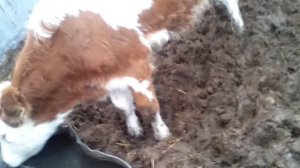 Вода зимой для быков,теплая или холодная.