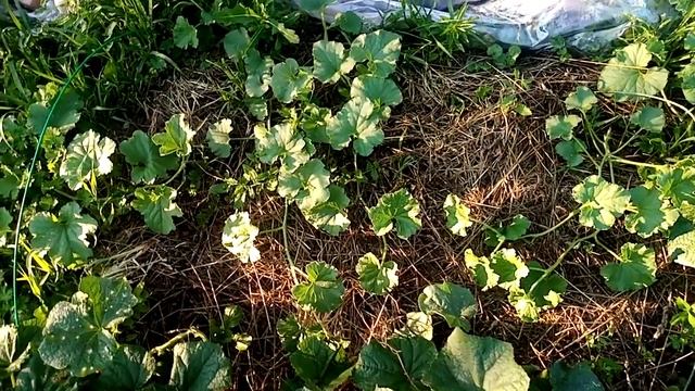 СКРУЧИВАЮТСЯ, ДЕФОРМИРУЮТСЯ, СОХНУТ ЛИСТЬЯ У РАССАДЫ ОГУРЦОВ - Стоит ли бороться за урожай? (4) смотреть онлайн