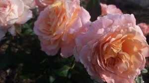 Розы с названиями. Лето 2021 год. Северо-Запад.