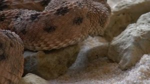 Львиная страна прайдов луангва дикие реки африки #relaxingmusic #relaxing #relax #music #musica