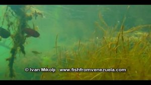Neon tetras, Paracheirodon simulans in their natural habitat