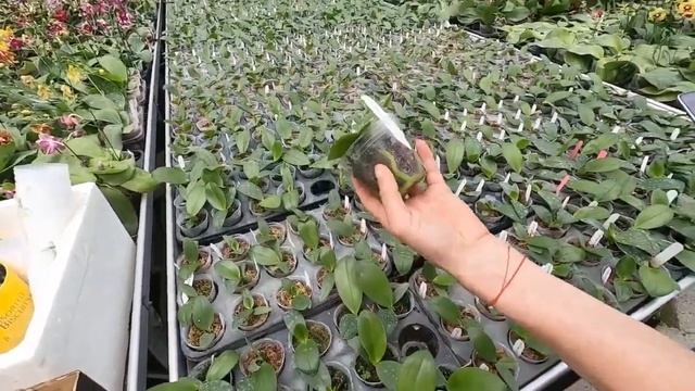 полив производителей 2 смотреть онлайн