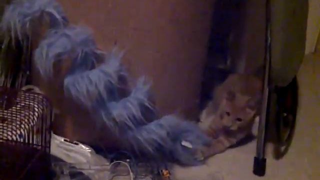 cat vs blue spring смотреть онлайн