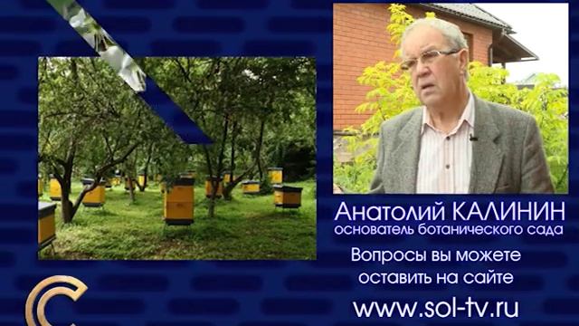 садовод А.Калинин: Почему яблоня не плодоносит?