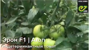 Томат Эрон в станице Кривянская.