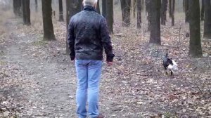 Ягдтерьер Flora Master Hunting обучение апортировке.