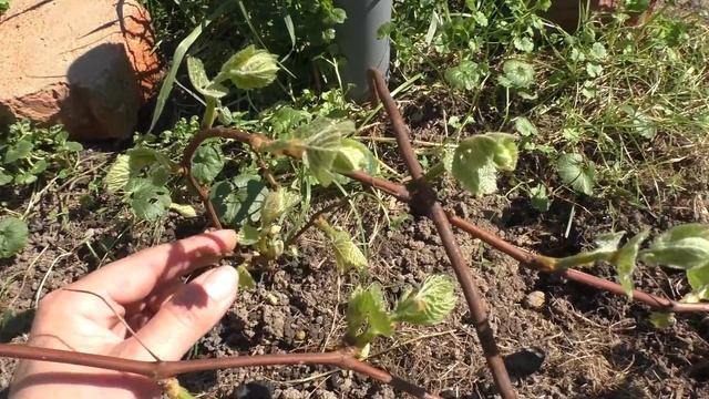 Формировка виноградного куста с нуля. Когда ждать урожая? смотреть онлайн