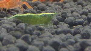 КРЕВЕТКА ЗЕЛЕНЫЙ НЕФРИТ Neocaridina heteropoda var  Green Jade