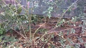 Плетистая роза-обрезка осенью; Шок!Кролики поедают розы с колючками?;Черенки роз в грунте?