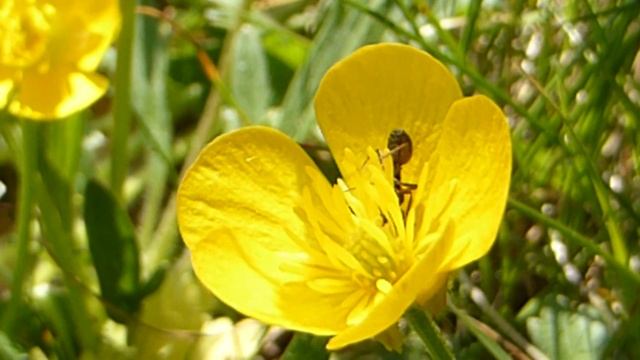 Common Buttercup - Ranunculus acris - Brennisóley - Sóleyjar - Villiplöntur - Sumarblóm смотреть онлайн