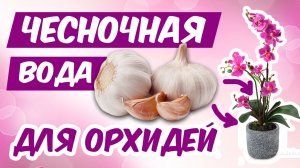 ЧЕСНОЧНАЯ ВОДА ДЛЯ ОРХИДЕЙ - рецепт приготовления | Как я делаю чесночную воду для орхидей