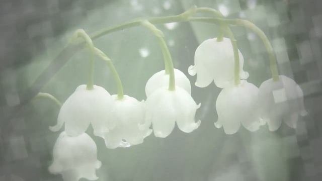 Ландыши 1 (12 шт) Переходы | Transition ProShow Producer