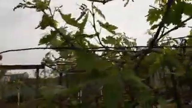 Виноград Преображение 220 соцветий 07.05.2019 мега сорт смотреть онлайн