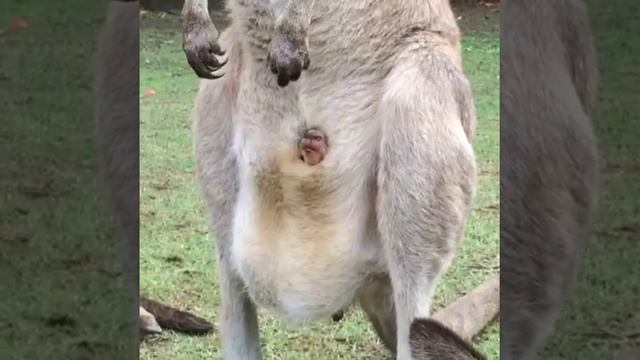 Детеныш кенгуру в сумке смотреть онлайн