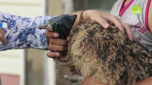 Как обработать перья страуса / Профилактическая обработка птиц в осенний и весенний периоды