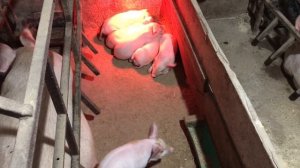 Предстарт для поросят// почему поросята не едят предстартовый комбикорм//стимулируем поедание