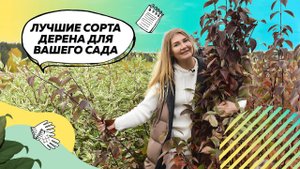 Дерен | Дерен Белый | Дерен Элегантиссима | Дерен Сибирика | Ландшафтный дизайн