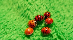 1 мая / Почему так назвали Божью коровку?