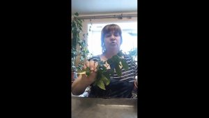 пересадка растения маракуйя,пассифлоры