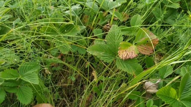 Прогулка Собирала луговые ягоды. Поливаем с внучкой огород. Вот такая жизнь в деревне смотреть онлайн