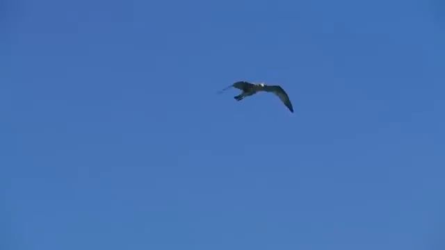 О Дагестане.flv смотреть онлайн