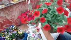 ОДНА ЛОЖКА этого Удобрения и ПЕТУНИЯ будет СКАЗОЧНО ЦВЕСТИ без подкормок для пышного цветения.mp4