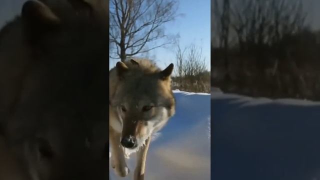 Волк Хук САМЫЙ близкий человеку волк...#shorts #волк