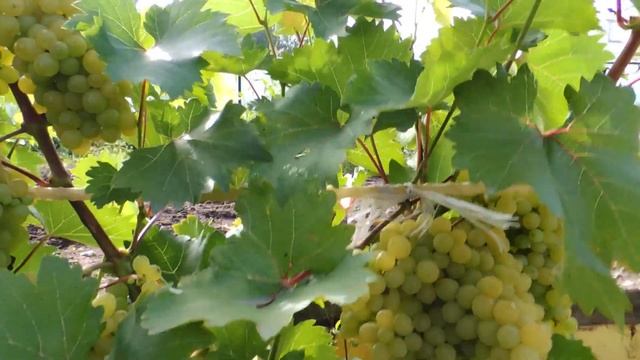 Виноград в Сибири Урожай, обзор сортов. смотреть онлайн