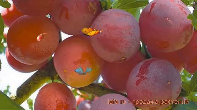 Слива обыкновенная Красномясая (prunus domestica) ? обзор: как сажать, саженцы сливы Красномясая смотреть онлайн