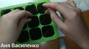 Выращивание личи из косточки. Есть результат через 1 месяц.