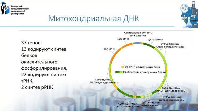 Лекция 7. Молекулярные основы наследственности. Строение и функции нуклеиновых кислот. смотреть онлайн