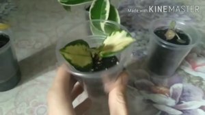 Обзор моих Хой