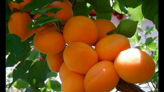 Осенняя обрезка плодовых деревьев.