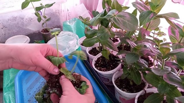 Черенкование цинии - это просто. смотреть онлайн